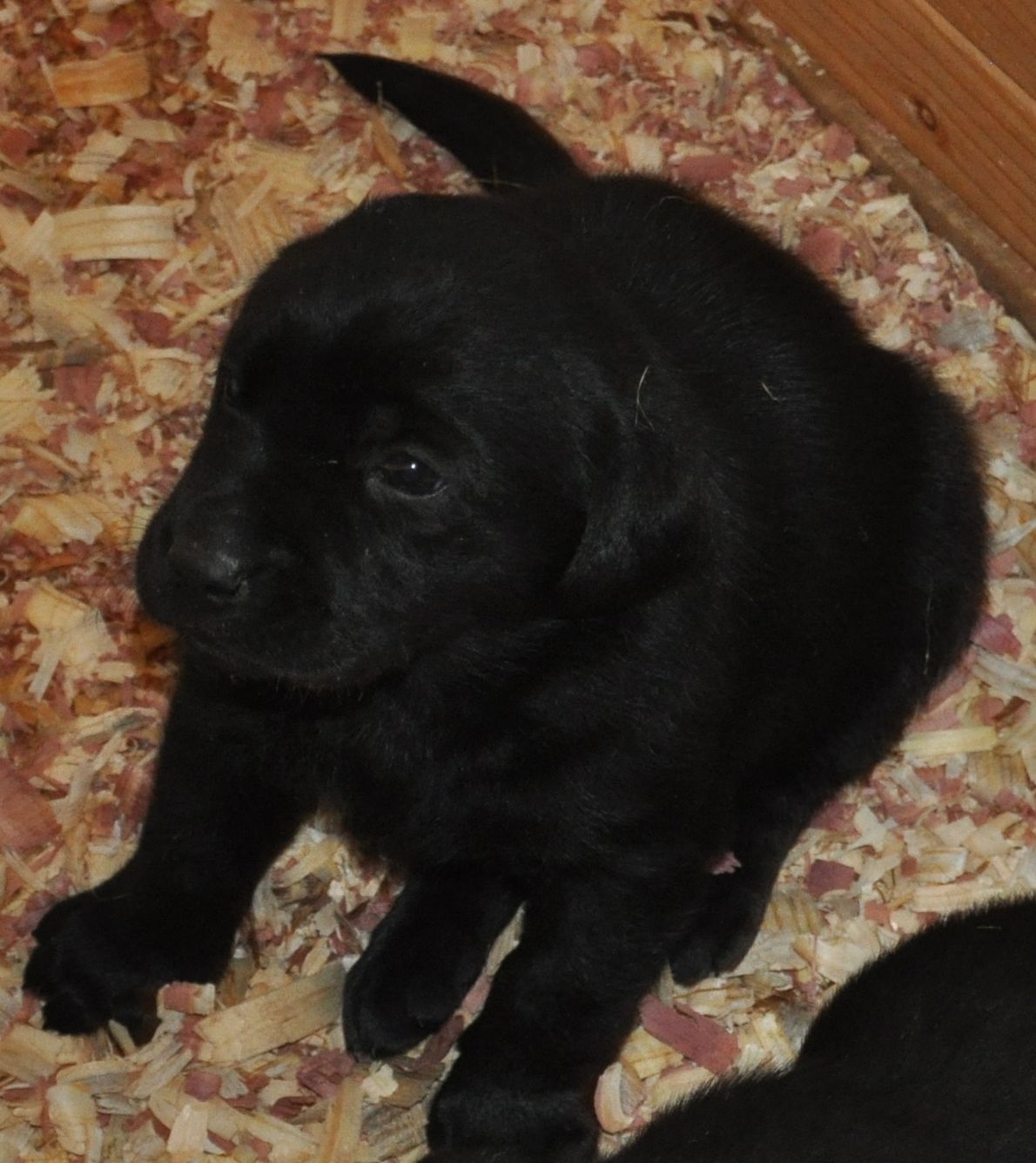 The Pup