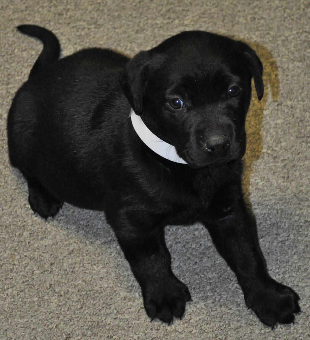 Puupy